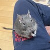 デグーの男の子です サムネイル3