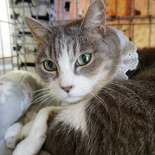 美魔女！人馴れ抜群なグレー×白色の小梅ちゃん