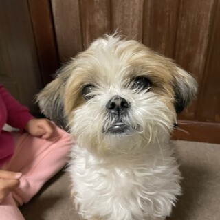 シーズーチワワミックス マロン 神奈川県 犬の里親募集 4077 ペットのおうち 月間利用者150万人 シーズーチワワミックス マロン 神奈川県 犬の里親募集 4077 ペットのおうち 月間利用者150万人