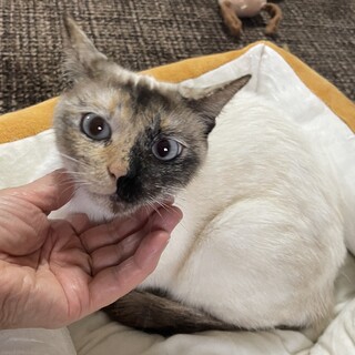 【キメ】おかげさまで里親様が決まりました。