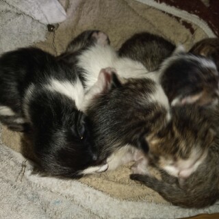 5 匹とも、貰い手さんが 見つかりました!