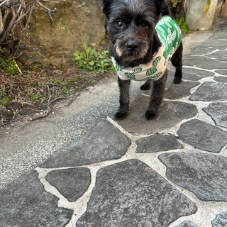 ケアーンテリアmix?まつりです