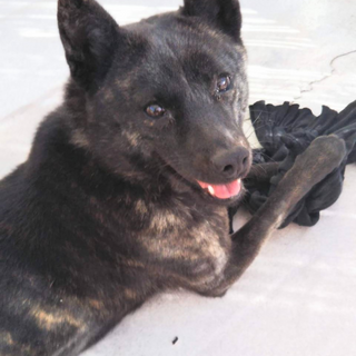 【ユッキ】甲斐犬の女の子です
