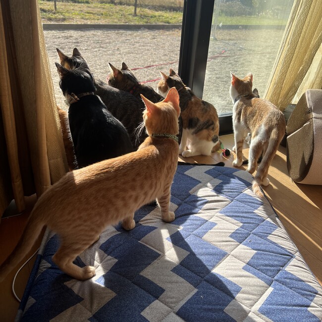 ふるさとのカバー写真