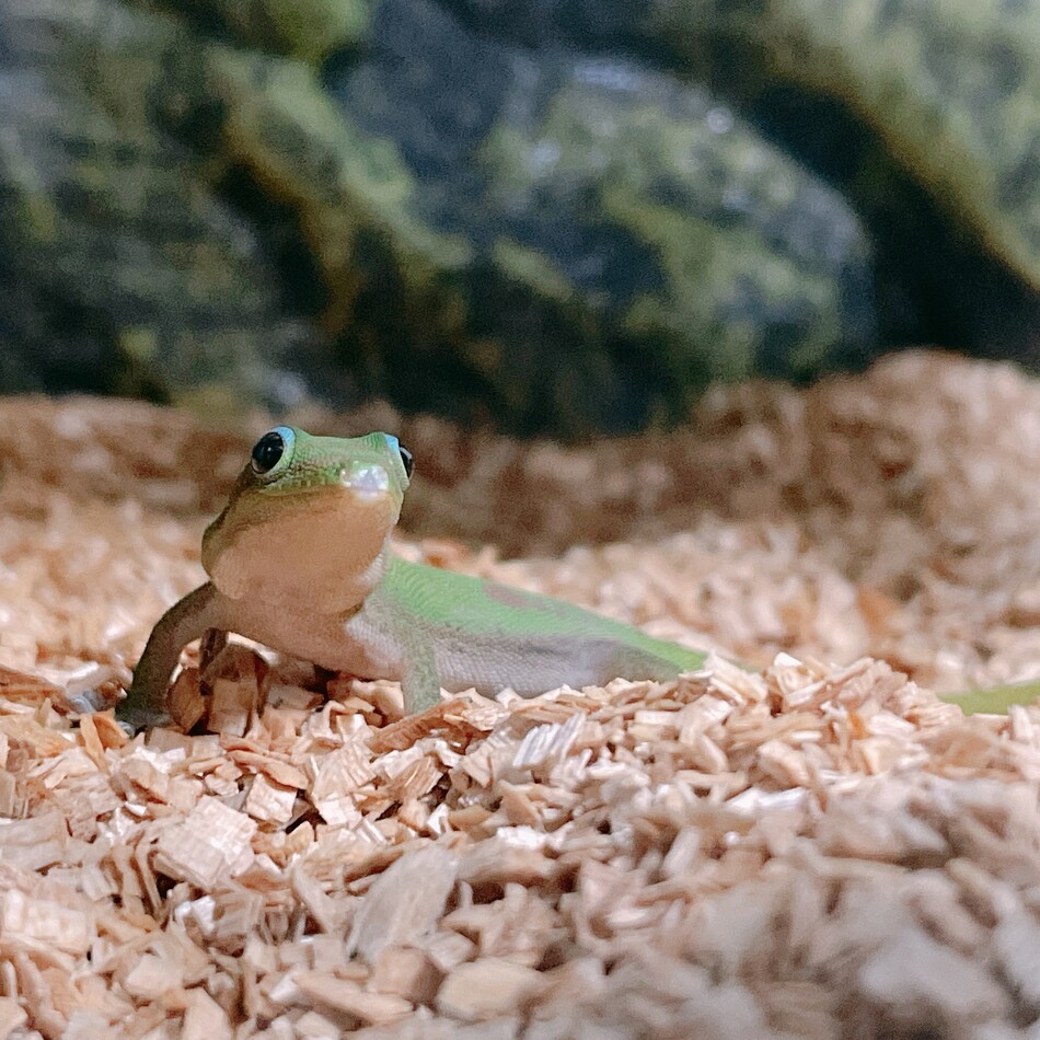 山椒ちゃんのカバー写真