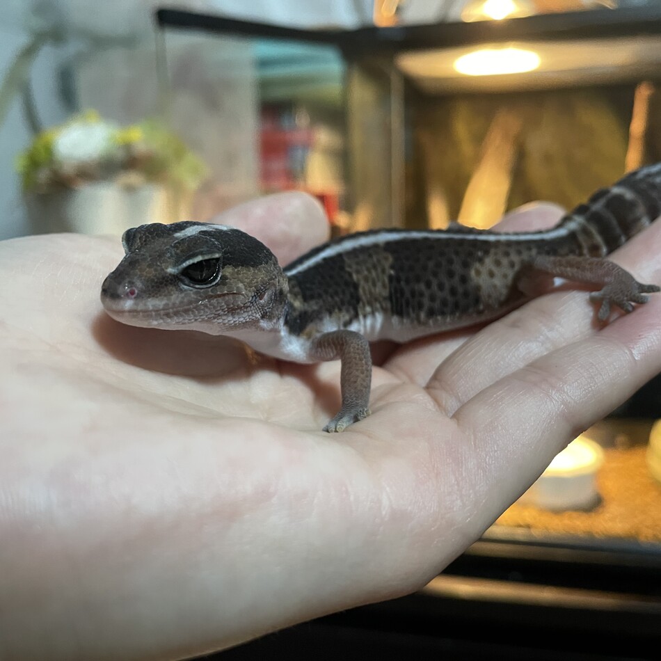 モカちゃんのカバー写真