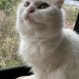 モニア♀長毛で人慣れ抜群‼︎スリゴロちゃん