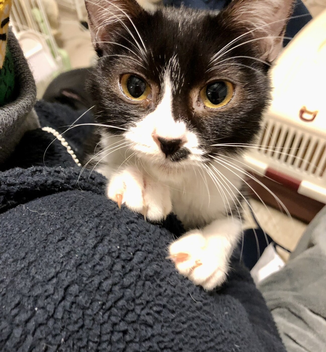 超超人懐っこいハチワレ白 奈良県 猫の里親募集 ペットのおうち 月間利用者150万人 超超人懐っこいハチワレ白 奈良県 猫の里親募集 ペットのおうち 月間利用者150万人