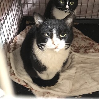 穏やかで目つきが不思議な　のらくろ君