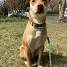 ピット×日本犬ミックス？大きめ中型犬の太緒(たお) サムネイル7