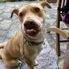 ピット×日本犬ミックス？大きめ中型犬の太緒(たお) サムネイル4