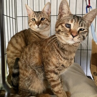 人も猫も大好きな姉妹