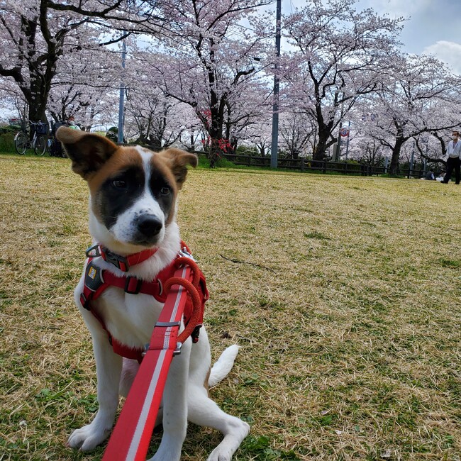 さゆはのカバー写真