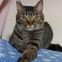 緊急！家をなくす保護猫・美しいサクラ