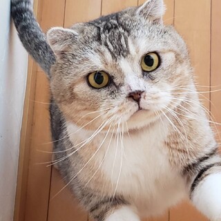 超甘えん坊★チョコプラ君