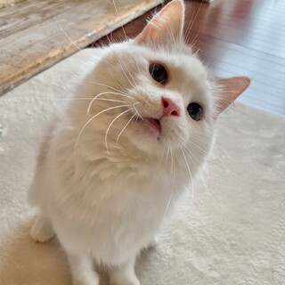 美人な★ビアンカちゃん