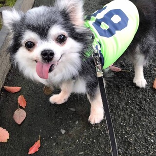 甘えん坊♪ベロがキュートなチワワ♂もち丸くん