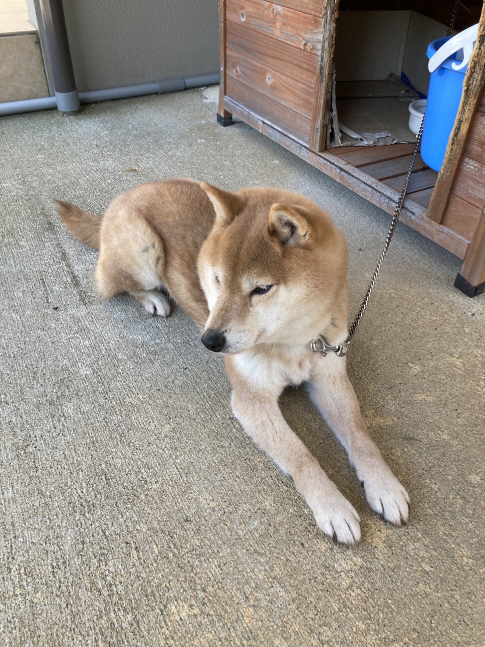 柴犬 女の子10歳 血統書あり 新潟県 犬の里親募集 ペットのおうち 月間利用者150万人