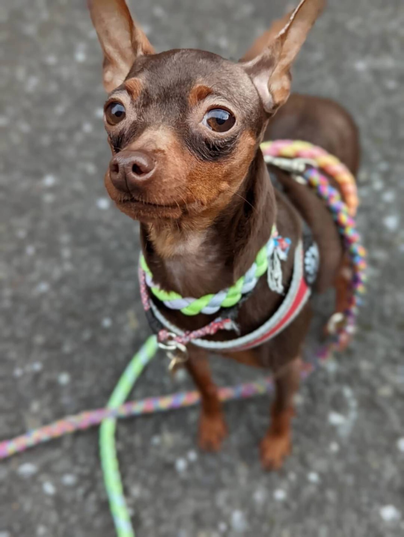 活発 元気なミニピンの 神奈川県 犬の里親募集 ペットのおうち 月間利用者150万人