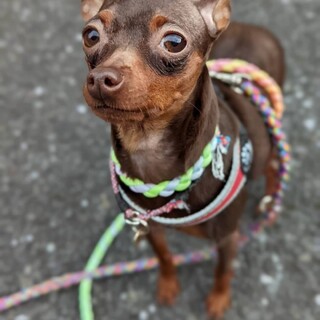 活発⭐︎元気なミニピンのネギトロちゃん