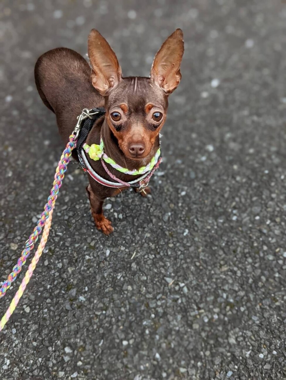 活発 元気なミニピンの 神奈川県 犬の里親募集 ペットのおうち 月間利用者150万人