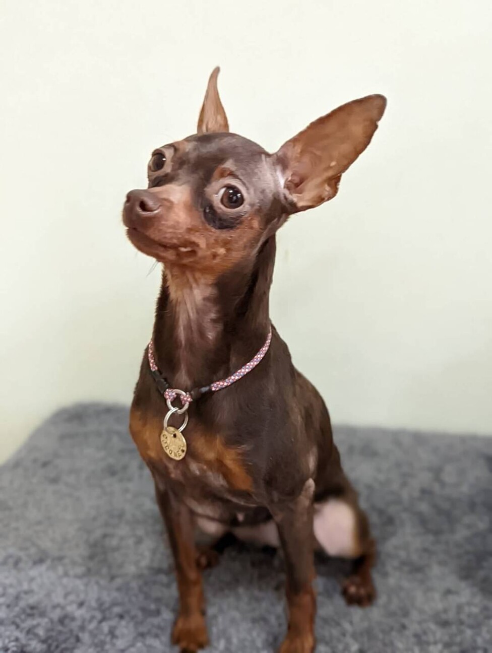 活発 元気なミニピンの 神奈川県 犬の里親募集 ペットのおうち 月間利用者150万人