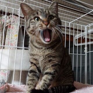 人が大好きな甘えたさんの女の子