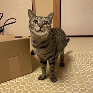 正統派美人♪たたみちゃん