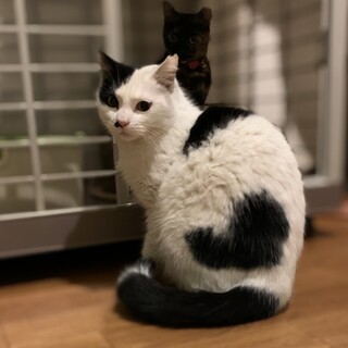 ハートマークの模様♡えま