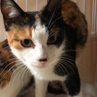 かわいい三毛猫