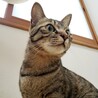 キジトラの文ちゃん：一歳半 サムネイル4