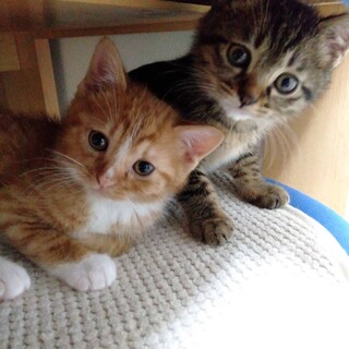 レイ、エマ　きじ、ちゃしろ　兄弟こねこ♂