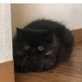 エキゾチックショートヘア　ブラック　1才10ヶ月