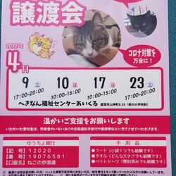 保護猫の譲渡会（ねこの歩添道さんの主催の譲渡会）