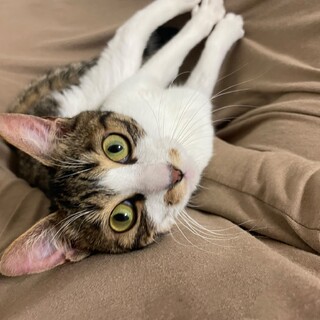 【お見合い随時】人馴れ抜群甘えん坊みうちゃん