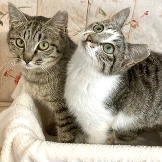 【4/10芝浦】元気いっぱいスリゴロ仲良し姉妹