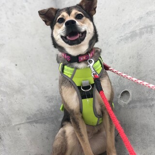 10キロ中型犬