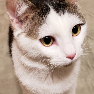 小さくて甘えんぼなおにぎり君【白サバ、オス約1歳】