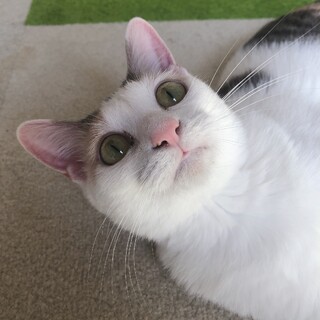 パステル三毛ロール