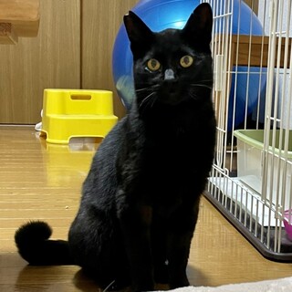 1歳半ぐらいの男の子ジジちゃん【トライアル決定】