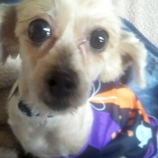 甘えん坊だけど控えめ、元気な女の子しい