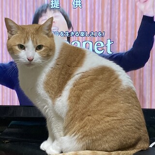7歳くらいのオス猫の里親を募集してます！