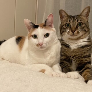 ミトミクちゃん姉妹3歳