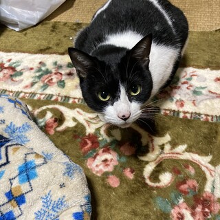 7歳くらいのオス猫の里親を募集しています！