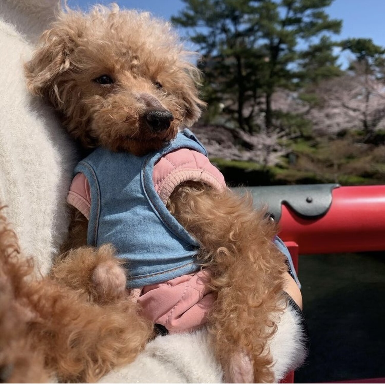 トイプードル みぎわさん 愛知県 犬の里親募集 ペットのおうち 月間利用者150万人