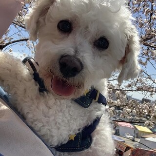 ビションフリーゼの野口さん 里親様募集☆