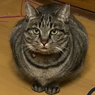 キジトラのにゃーご♀