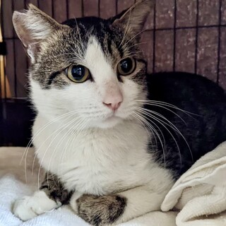 過酷な現場から保護☆キジ白ももたろう約2歳