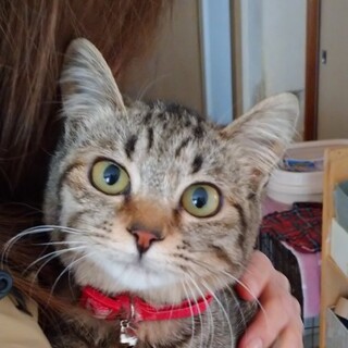 かわいいキジトラのなっちゃんです。