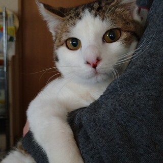 かわいいキジ白の子猫です。